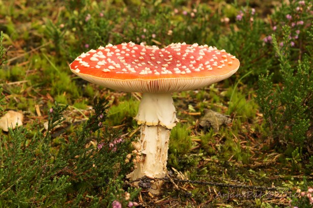 Vrij grote vliegenzwam met dikke steel op een heideveldje