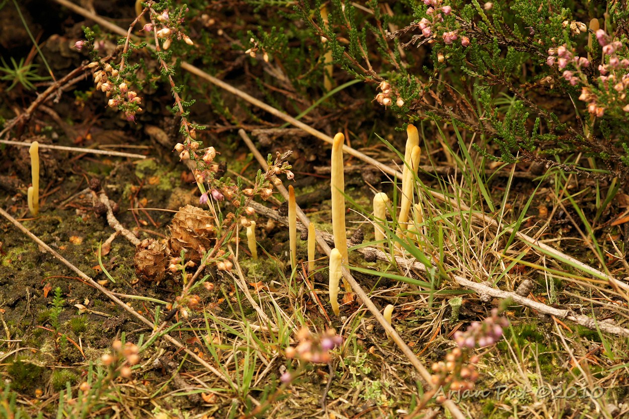 Heideknotszwam midden tussen de heide