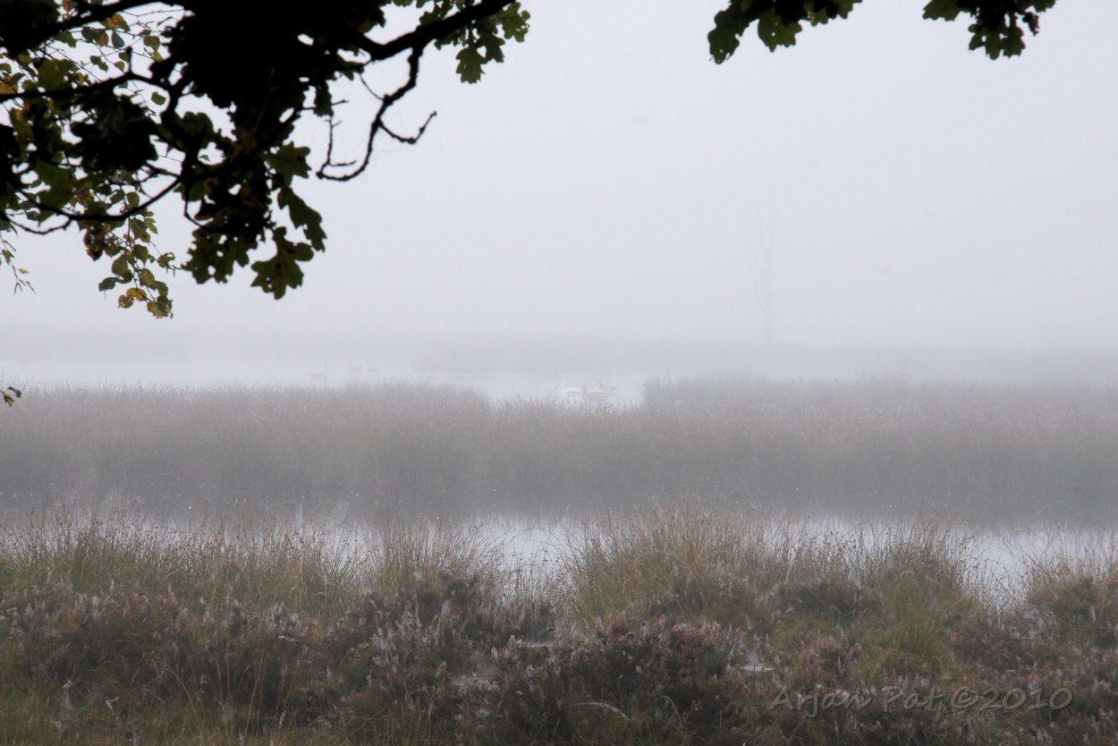 Je hoorde de ganzen wel, maar zag ze bijna niet.