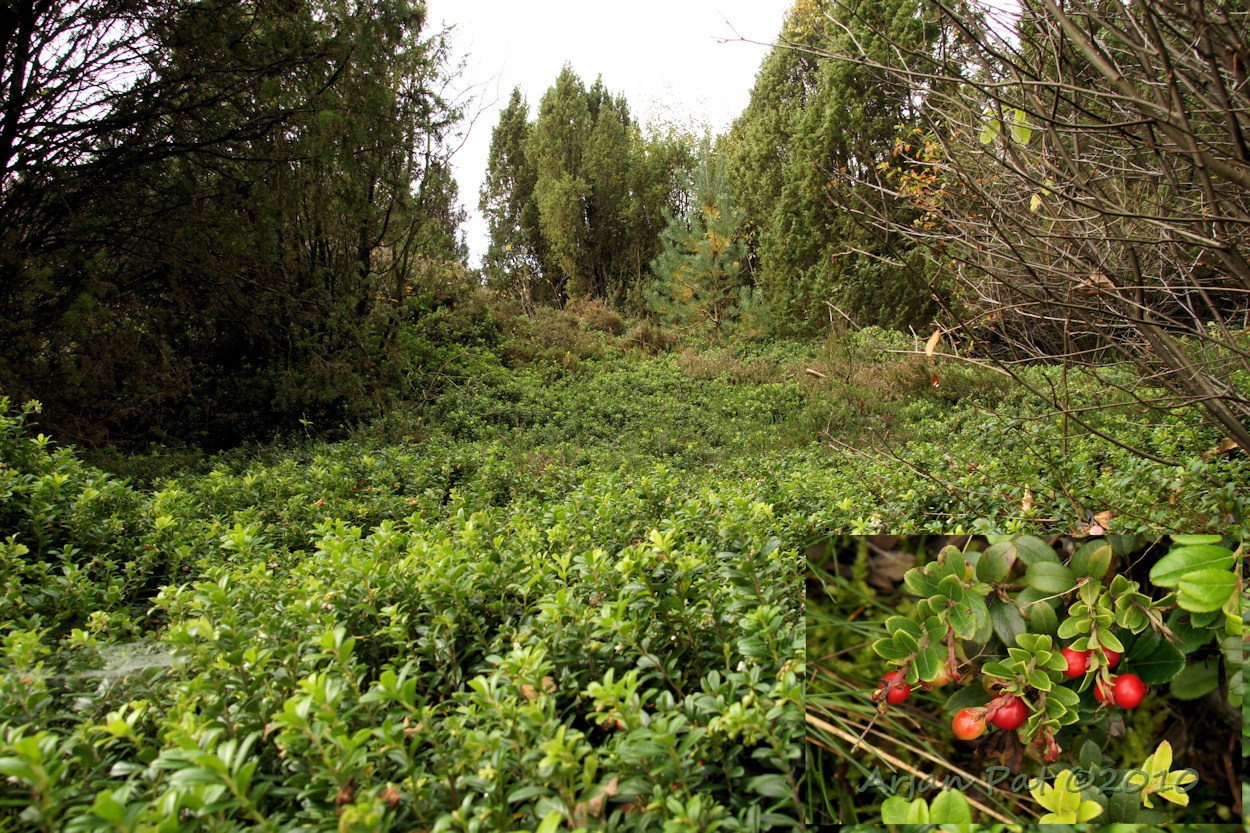 Heel veld van deze lage bessenstruiken met rode bessen, verscholen achter een hele boel jeneverbesstruiken.