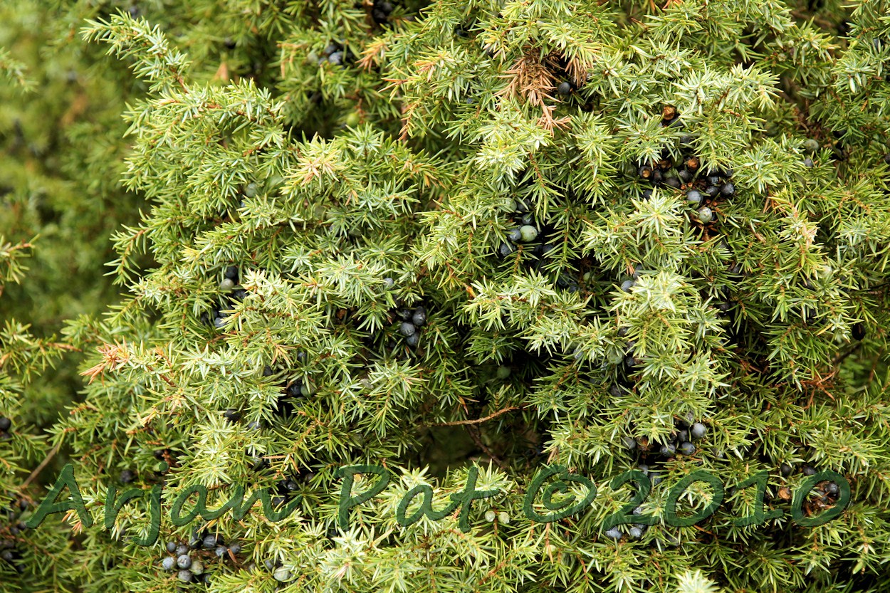 Jeneverbessen; wel oppassen bij het plukken, de naalden zijn erg scherp, evenals de geur van een rijpe bes.