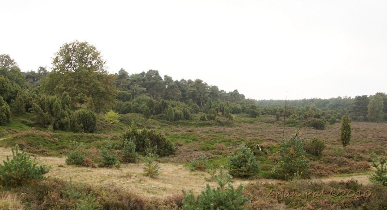 Lheebroekerzand: Bos en heide met veel jeneverbessenstruiken. (Ik moet hier toch maar eens heen als de lucht helder en blauw is, voor een nog mooier kiekje)