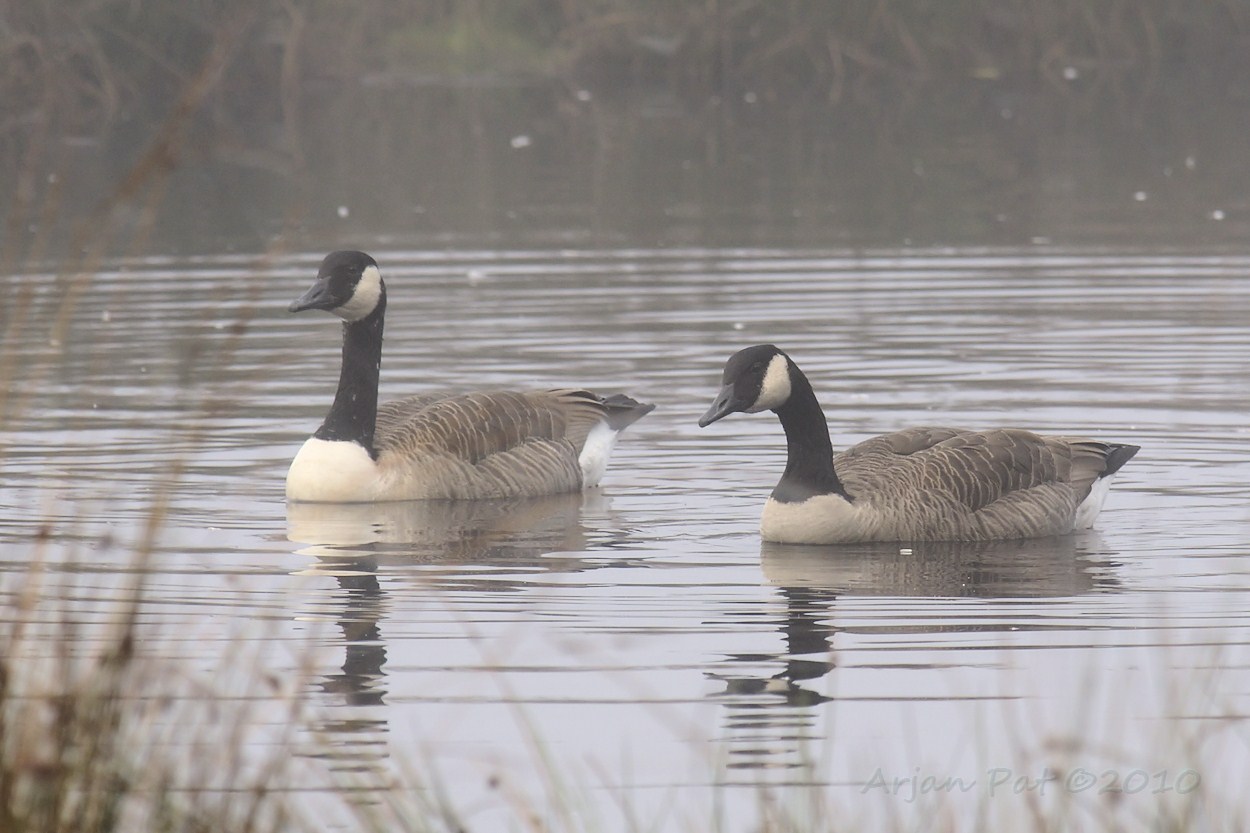 De Canadese ganzen zwommen rondjes, vlogen af en aan en kwamen soms heel dichtbij.