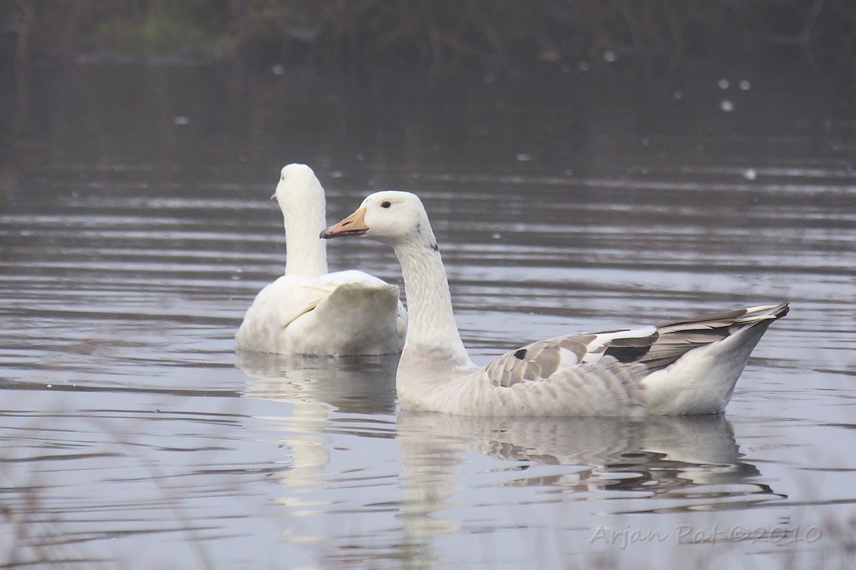 Deze twee (en nog eentje) zagen er anders uit dan die in de grote meute. (Lichte Grauwe ganzen)
