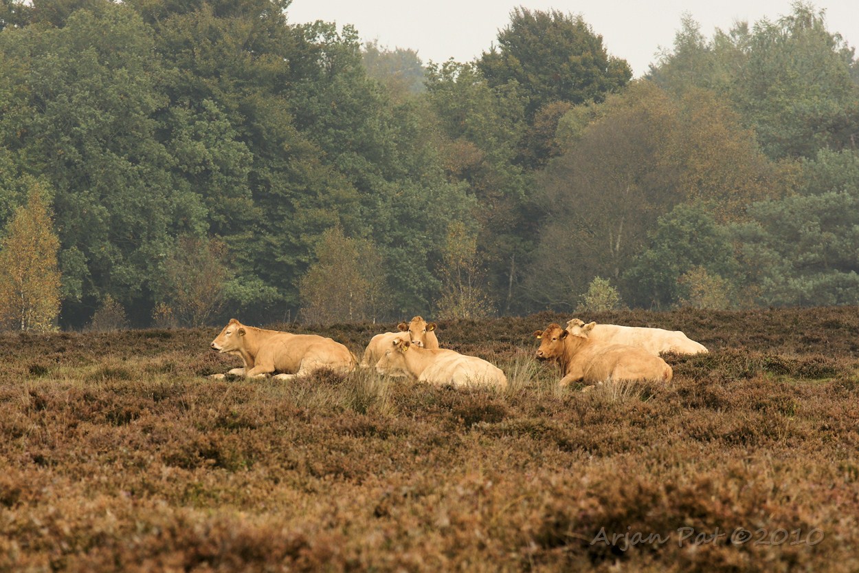 Bij dit gemoedelijke theekransje bleven de dames maar over hetzelfde onderwerp doormalen. (Limousin runderen)