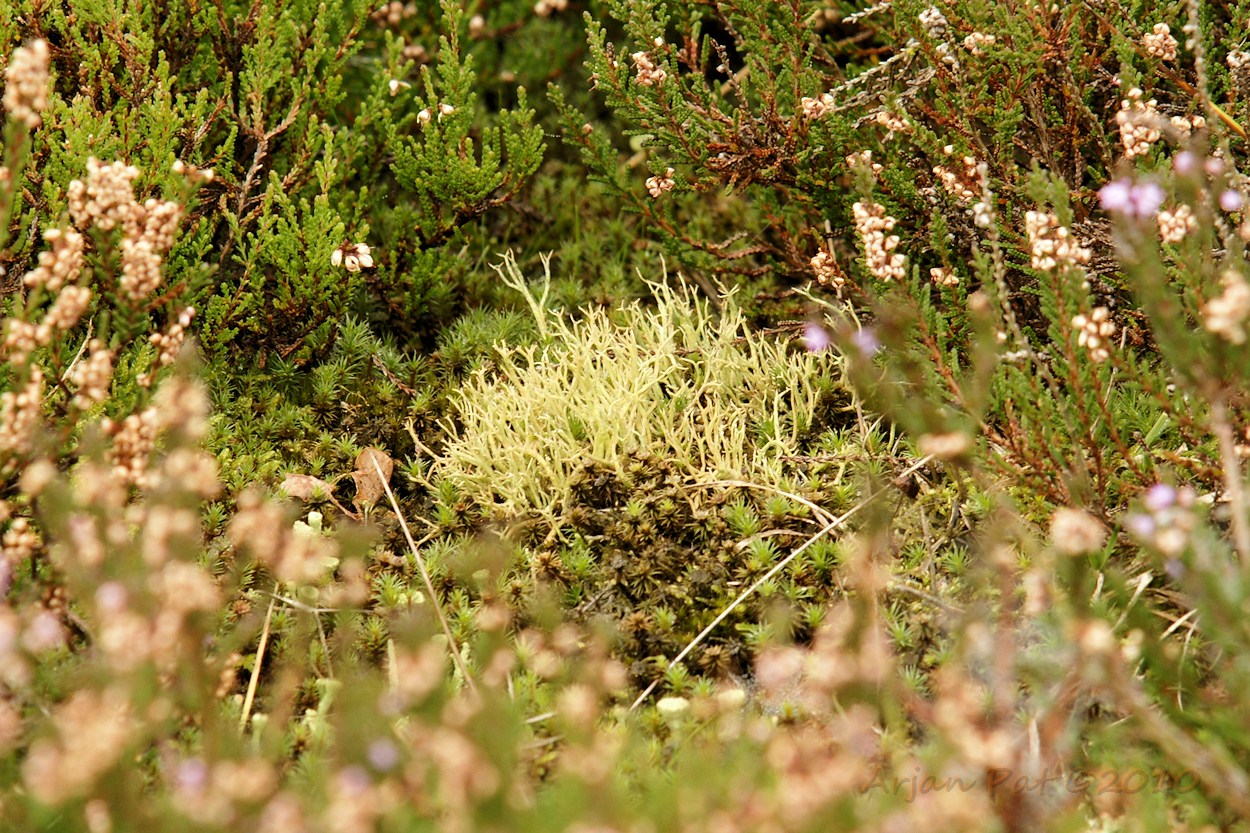 Is dit nou mos of is het een paddenstoel, daar midden tussen de heide?