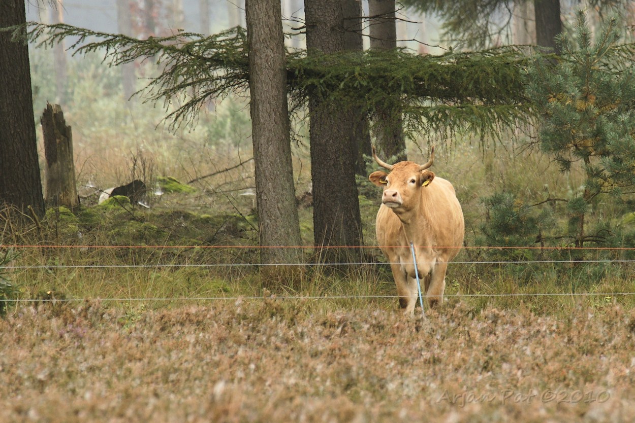Toen ik over mijn schouder keek bleek er iemand te zijn, die er ook wel bij wou zijn, maar schokkend als het ook wezen mag, er niet bij mocht komen.