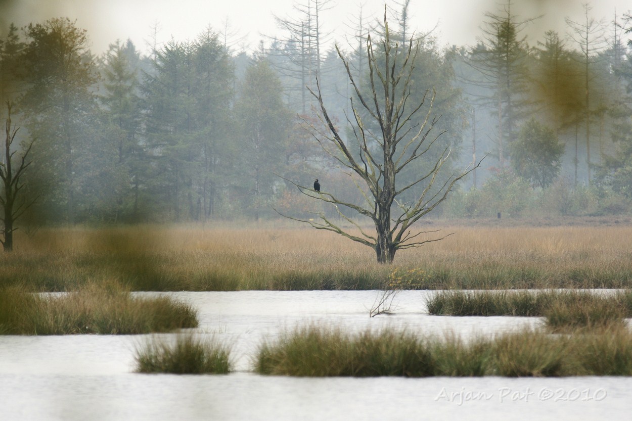 Op de terugweg waren de ganzen niet meer aanwezig in het heidevennetje, maar er zat wel een aalscholver op een dode boom zich te poetsen.