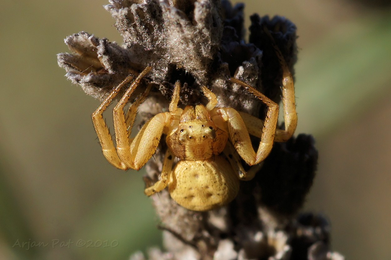 Een krabspin, maar welk soort? (Misschien een Xysticus erraticus oftewel Bleke Struikkrabspin?)