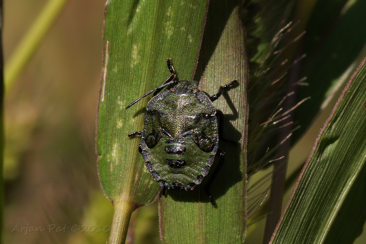 Nimf van een donkere Groene Stinkwants (9 oktober 2010)