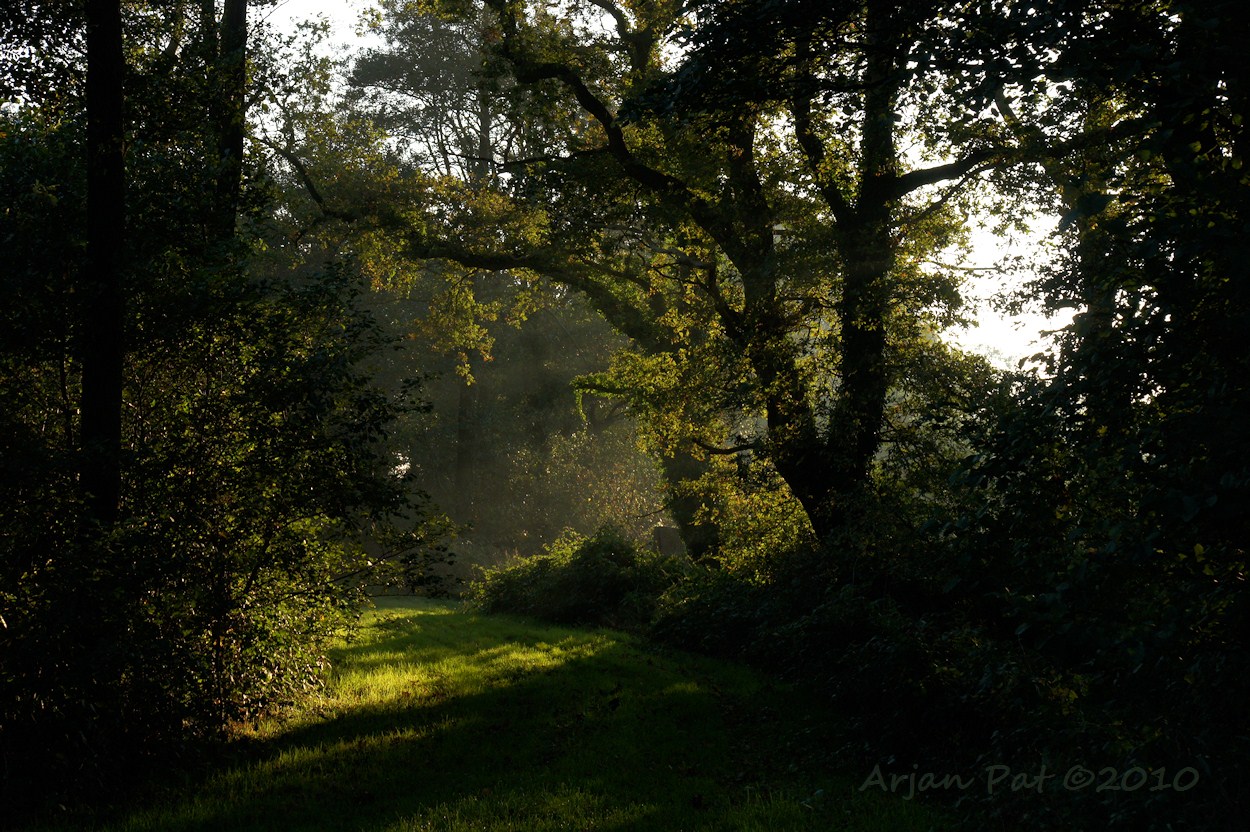 Rand van het bos met oude bomen, die een sfeer geven alsof je teruggaat in de tijd