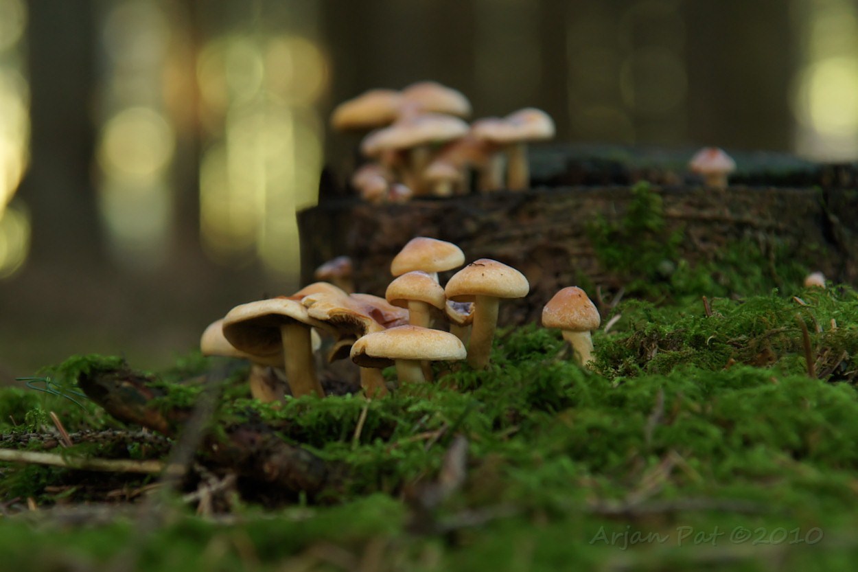 Ook vandaag waren er weer volop paddenstoelen waar te nemen