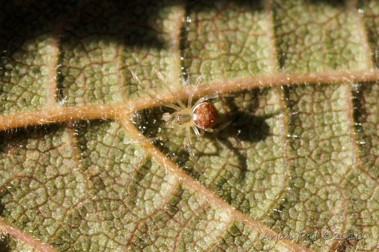 Een kleine spin, maar welk soort? Is het een jonkie van één of andere krabspin?