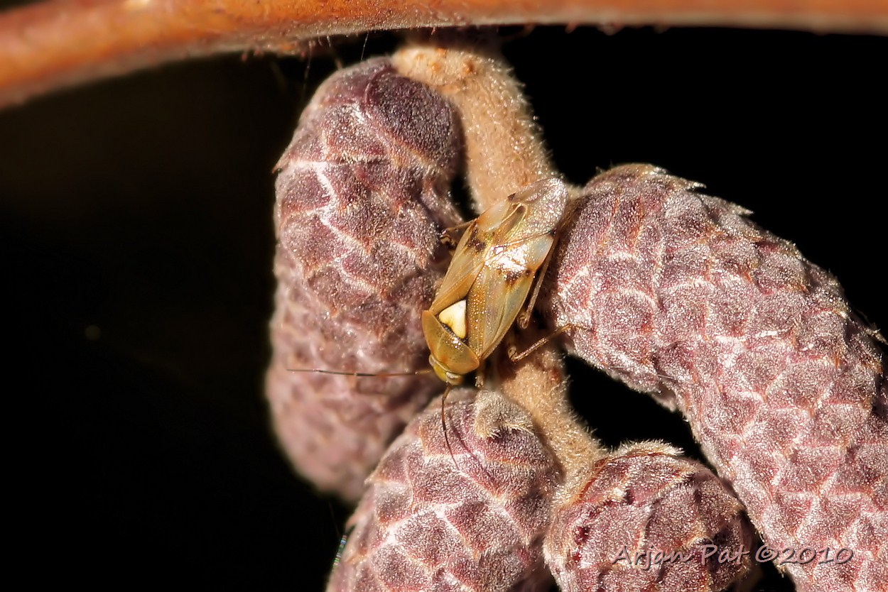 Weidewants; waarschijnlijk een Lygus gemellatus. (10 oktober 2010)