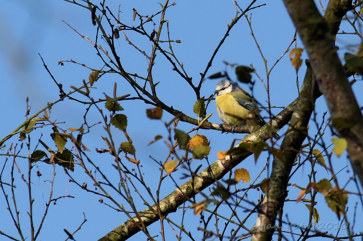Pimpelmees; het gaat binnenkort nog kouder worden hoor!