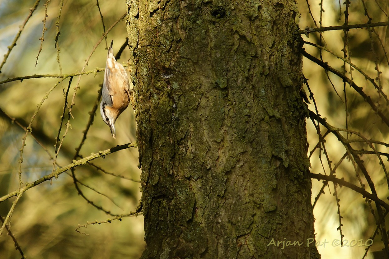 Typisch gedrag van een Boomklever; het omlaag klimmen in een boom