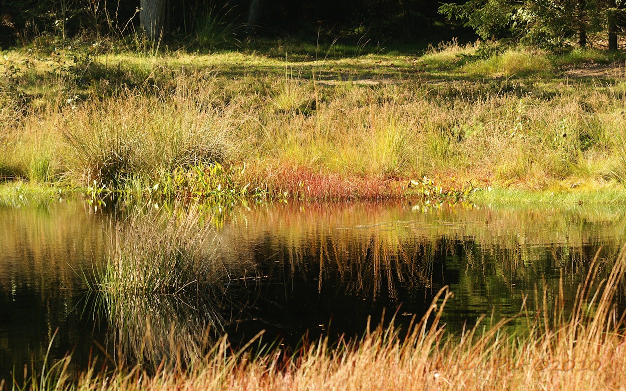Heidevennetje midden in het bos