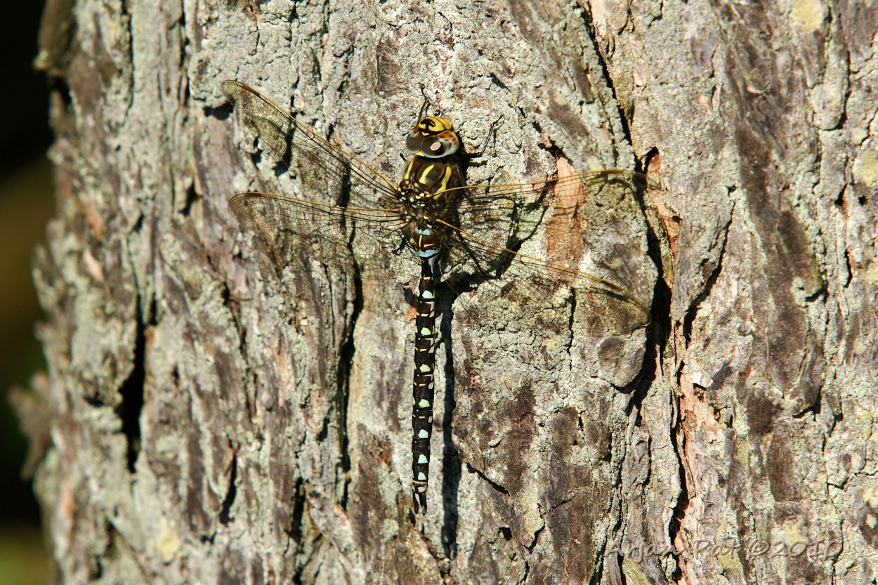 Venglazenmaker - mannetje