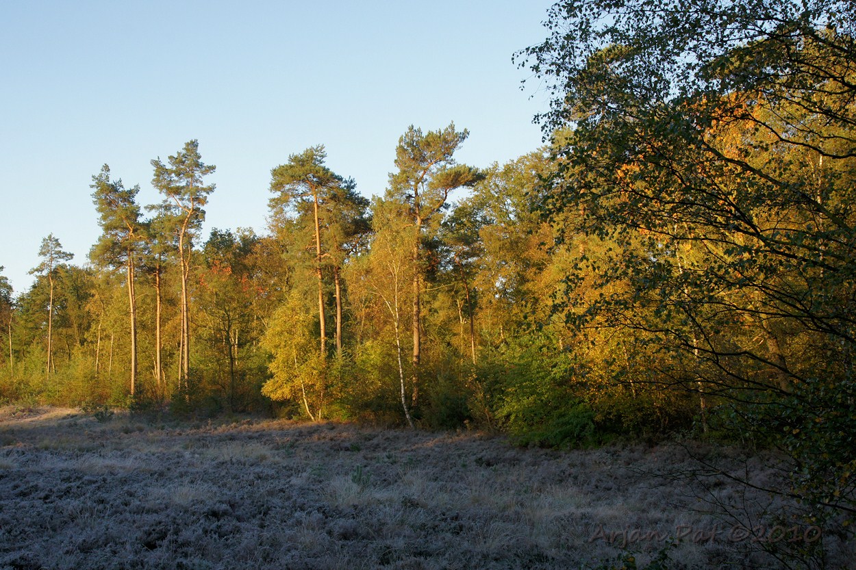 Bomen in het zonnetje aan rand van een heideveldje