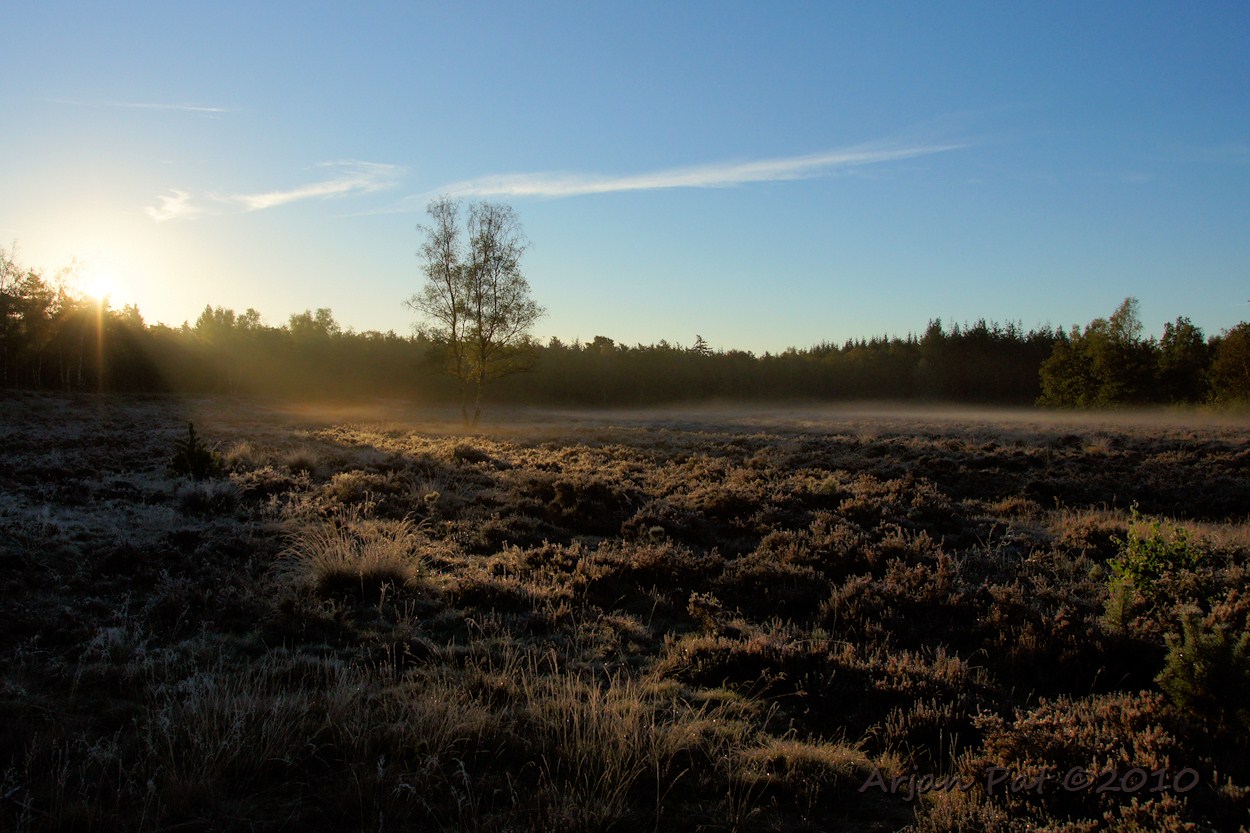 Overzicht van het heideveldje