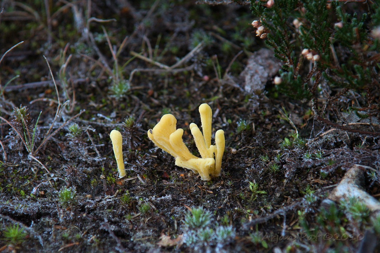 Bevroren Heideknotszwam (of toch een andere zwam?)