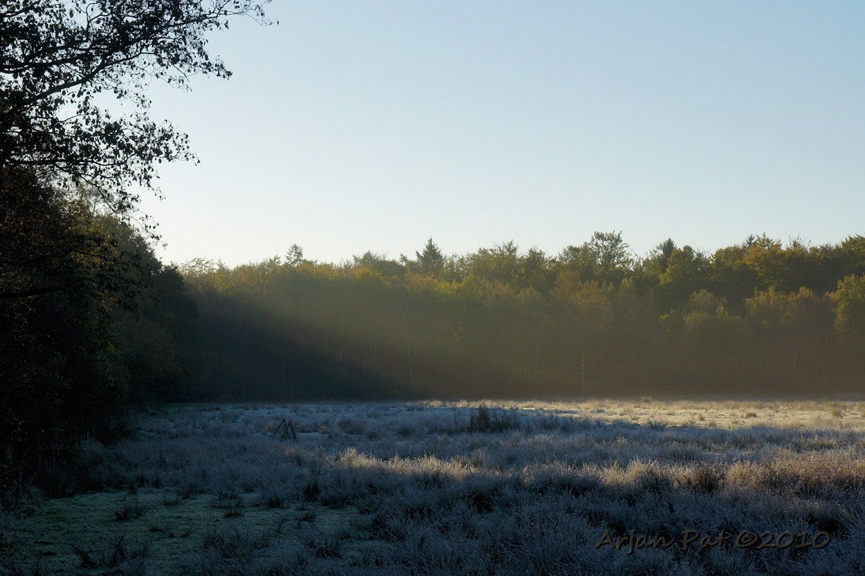 Zonnestralen over de boomtoppen op het heiige en bevroren weiland