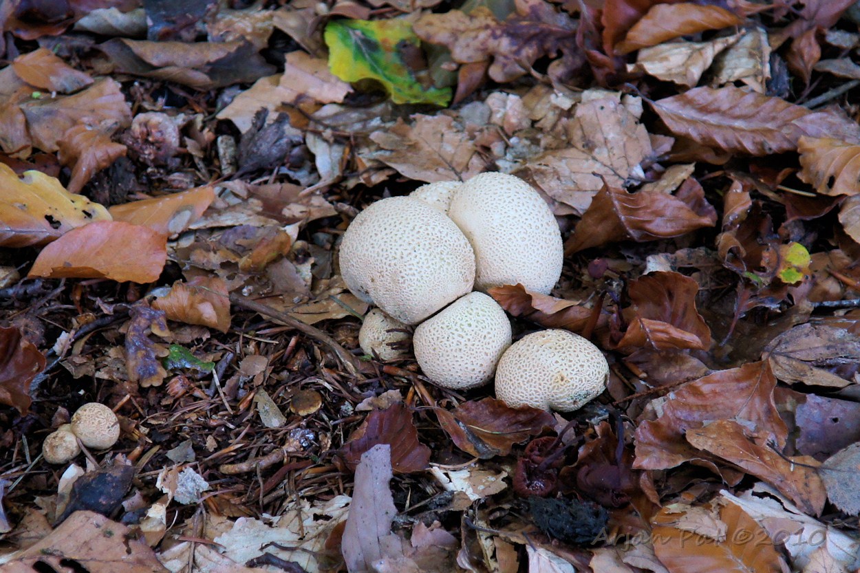 Gele aardappelbovist