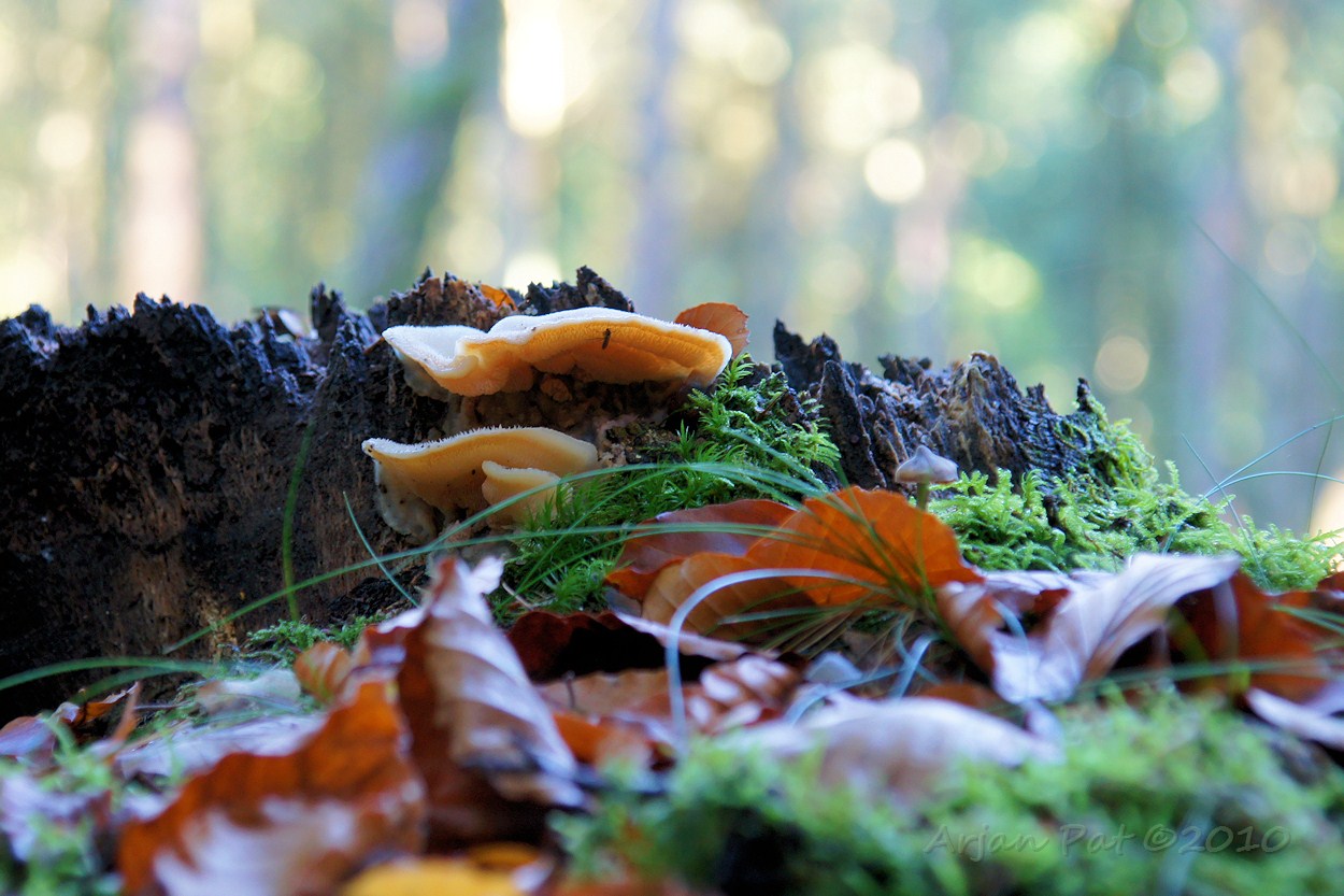Mug schuilend onder een witte paddenstoel