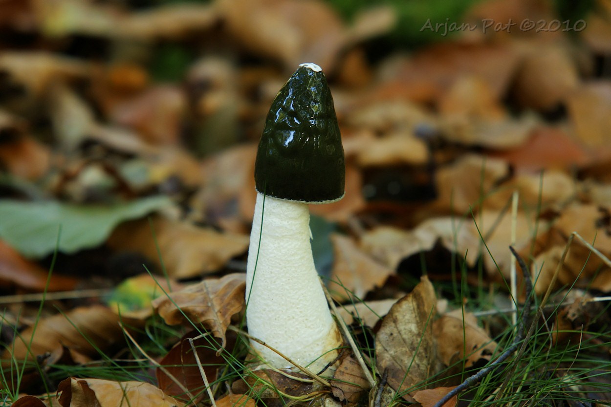 Grote stinkzwam, nog niet door vliegen ontdekt (Boswachterij Gieten - 17 oktober 2010)