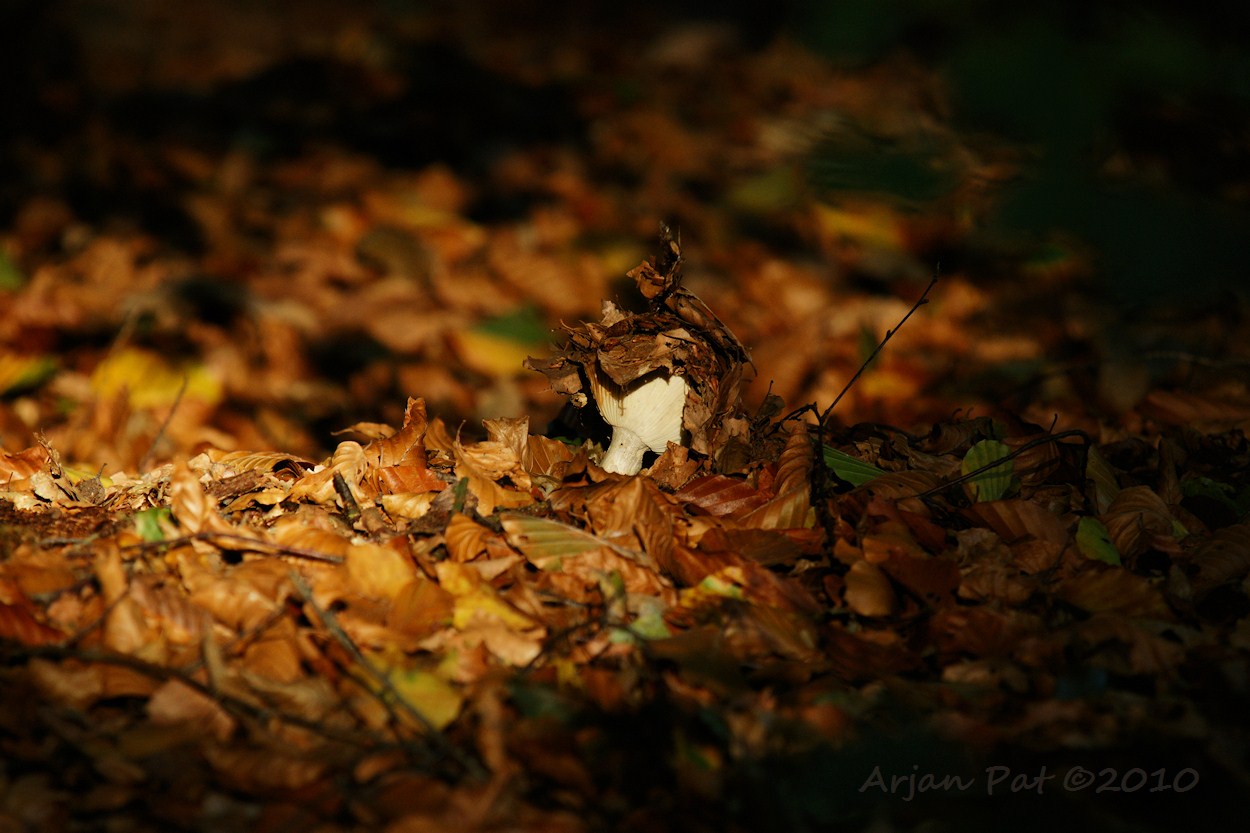 Deze paddenstoel vocht zich een weg naar boven