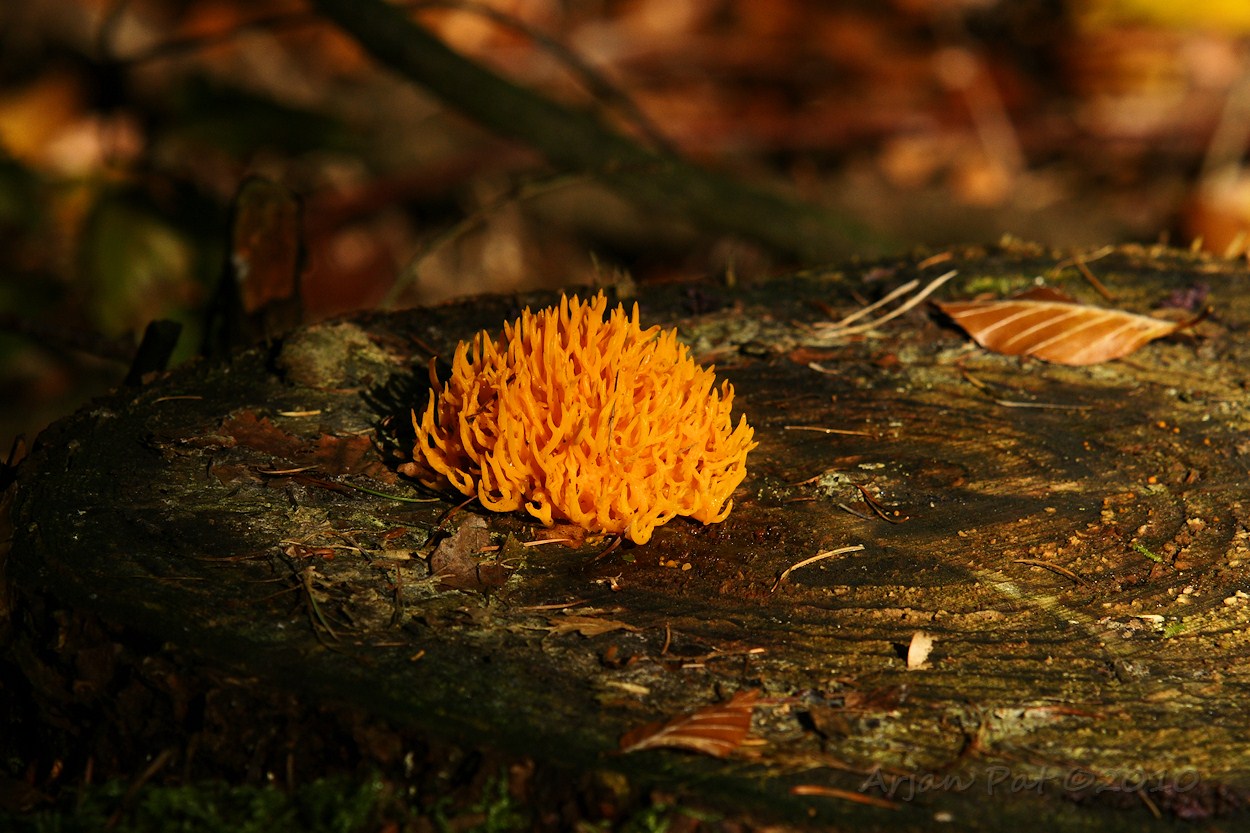 Kleverig koraalzwammetje - Boswachterij Gieten (17 oktober 2010)