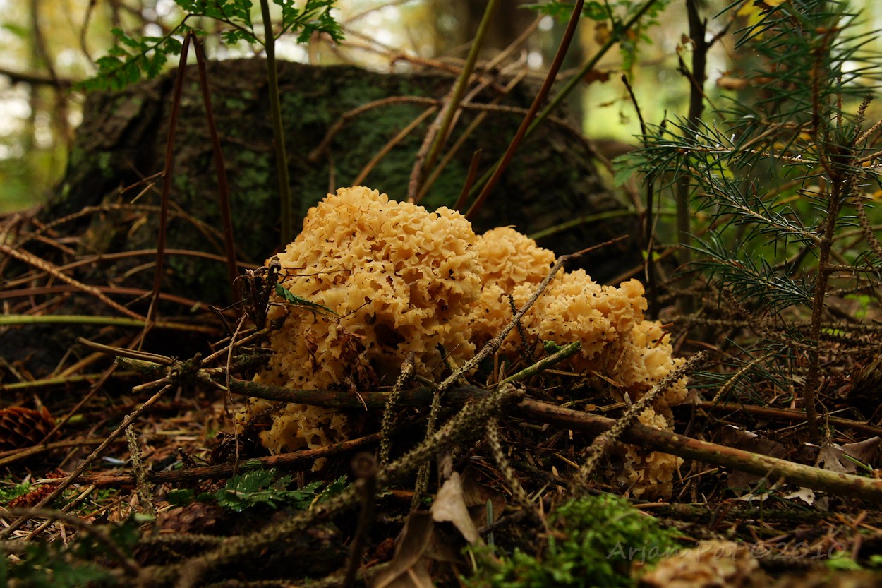 Grote sponszwam (Westersche Veld van Rolde - 30 oktober 2010)