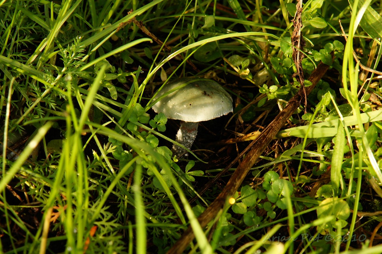 Valse kopergroenzwam (Westersche Veld van Rolde - 7 november 2010)