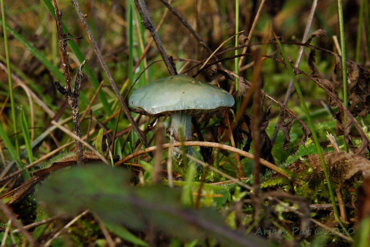 Valse kopergroenzwam (Westersche Veld van Rolde - 7 november 2010)