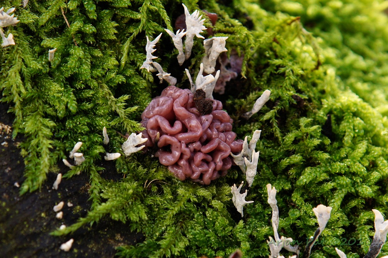Zakjestrilzwam; net kleine hersentjes (Westersche Veld van Rolde - 7 november 2010)